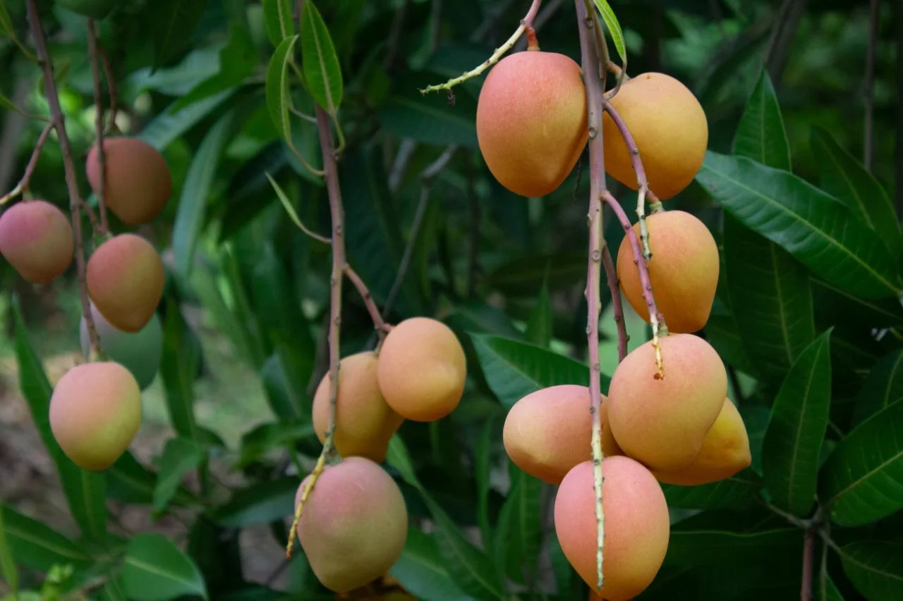 Mango baby en rama